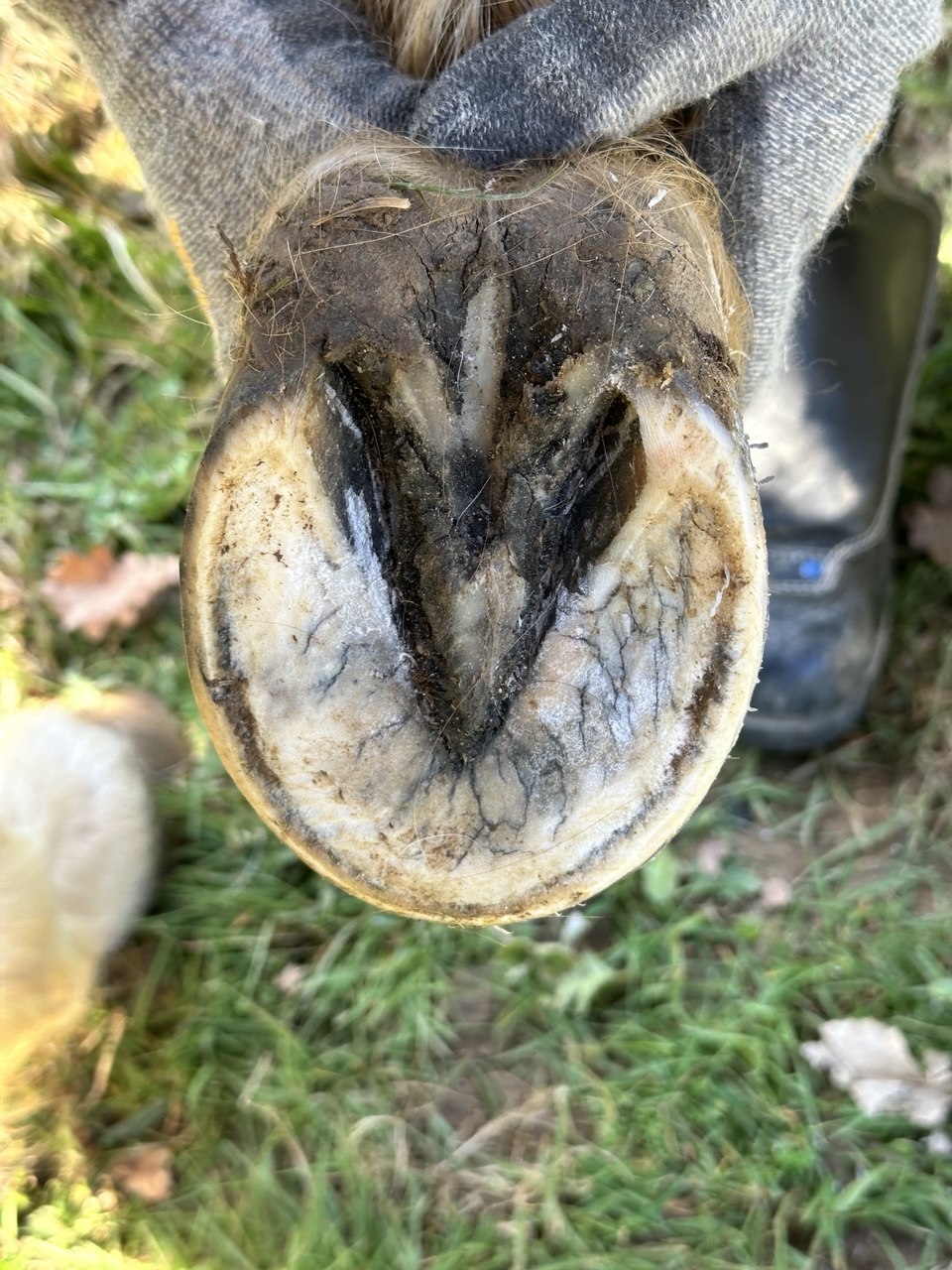 Comment s'initier à la podologie équine