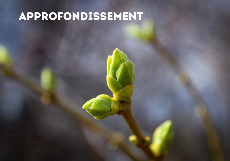 Option Approfondissement