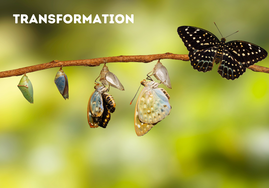 Accompagnement pour se transformer