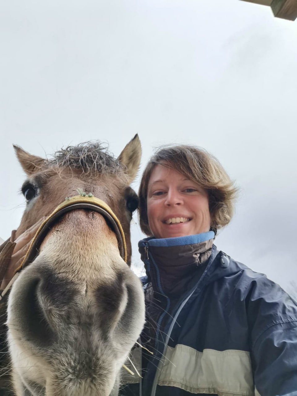 Experts accompagnement cheval